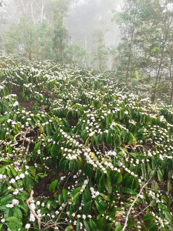 La Paz Coorg Homestay At Madikeri Town Экстерьер фото